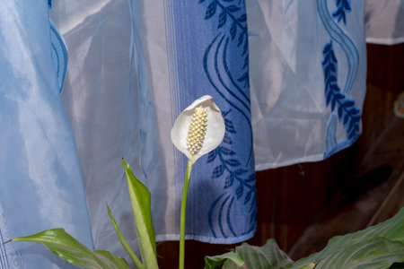 White flower of anthurium on a background of blue curtains.の写真素材