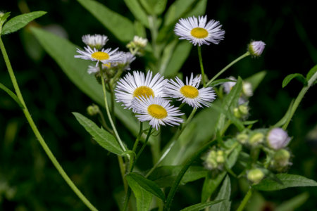 White daisies on a background of green grass close-upの写真素材