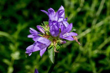 Campanula bellflower on a green background, close-upの写真素材
