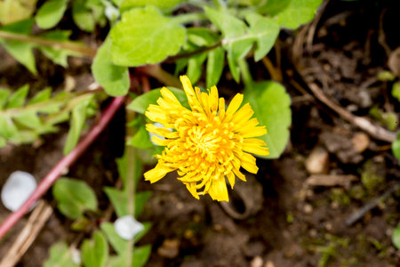 Yellow dandelion on the background of green grass. Selective focus.