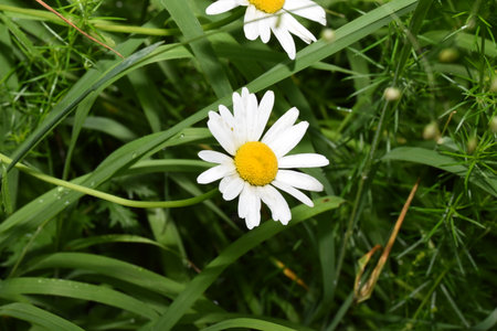 White daisies on a green meadow, close-upの写真素材