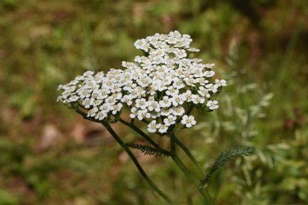 Achillea millefolium, commonly known as yarrow or common yarrow.