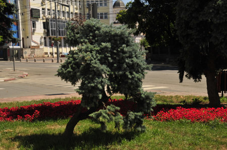 Pine tree on the street in the city of Belgrade, Serbiaの写真素材