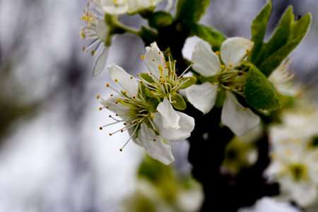 cherry blossom in spring time, closeup of beautiful white flowersの写真素材