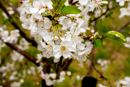 Blossoming branch of cherry on a background of green foliage.の写真素材
