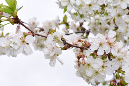 cherry blossoms on a tree branch in spring close-upの写真素材