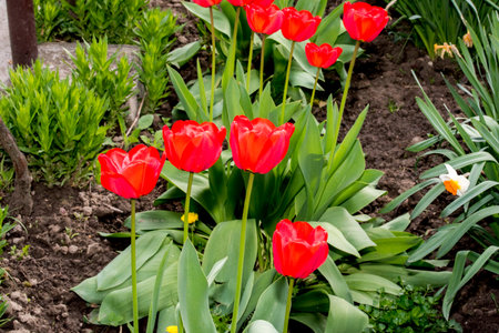 Tulips. A bulbous spring-flowering plant of the lily family, with boldly colored cup-shaped flowers.の写真素材
