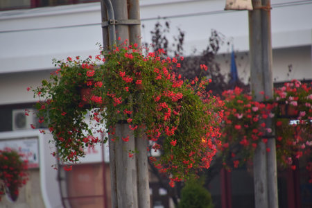 Red flowers in the street.の写真素材