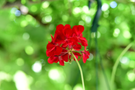 Red geranium flower on green bokeh background, close upの写真素材