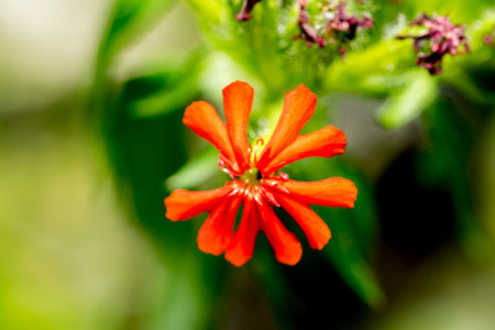 close up of red flower in the garden with blur background, stock photo