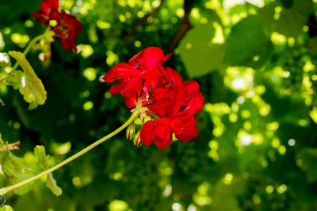 Red geraniums on a background of green leaves in a garden