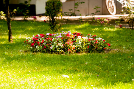 Flower bed in the garden. Colorful flowers in the garden.の写真素材