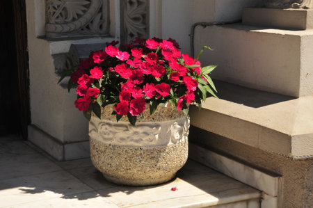 Flowers in a pot on the terrace of an old houseの写真素材