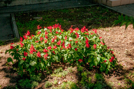 Red flowers of Salvia officinalis in the city garden.の写真素材