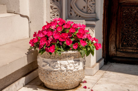 Flowerpot with pink flowers in front of an old door.の写真素材