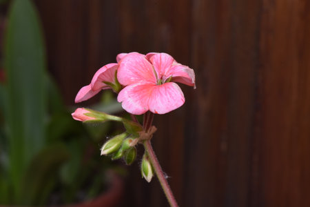 pink geranium flower in a pot on a wooden background.