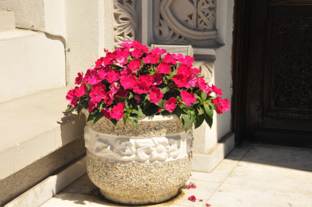 Red flowers in a pot on the background of a stone door.の写真素材