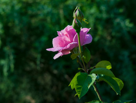 Pink rose on a green background. Shallow depth of field.の写真素材