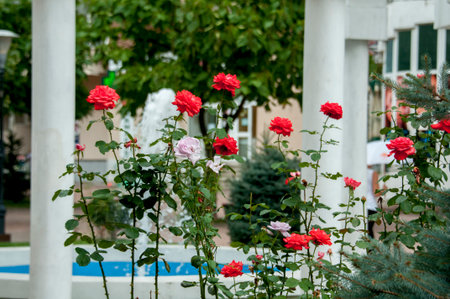 Beautiful red and pink roses in the garden on a summer dayの写真素材
