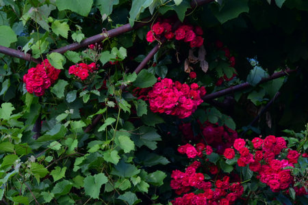 Bush of red geraniums with green leaves in the garden.の写真素材
