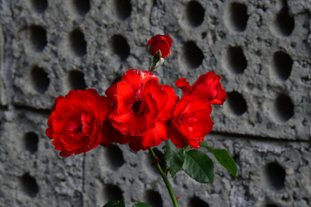 Red roses on the background of a gray concrete wall with holes.の写真素材