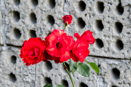 Red roses on the background of a concrete wall, close-upの写真素材