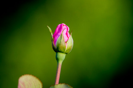 pink rose bud on a green background, closeup of photoの写真素材