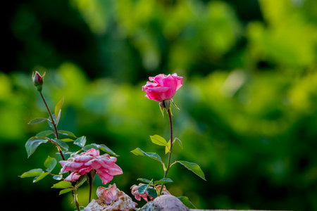 Pink roses in the garden. Selective focus. Shallow depth of field.の写真素材