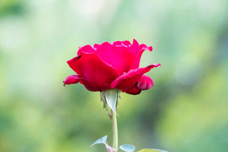 Red rose in the garden, Thailand. (selective focus)