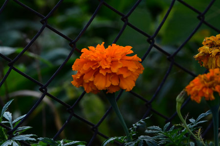 Orange marigold flower in the garden with black chain link fenceの写真素材