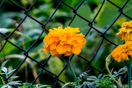 Marigold flower in garden, Thailand. (Tagetes erecta L.)の写真素材