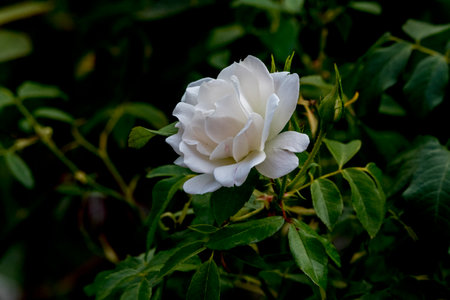 White rose in the garden. White rose on a dark background.の写真素材