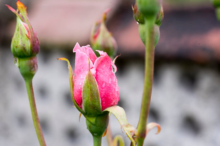 Beautiful pink rose with dew drops in the garden, Thailand.の写真素材