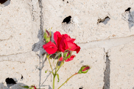 Red rose on the background of a brick wall. Shallow depth of field.の写真素材