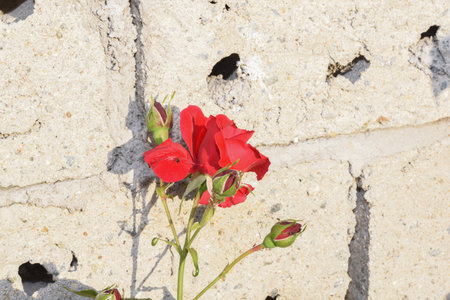 Red rose on the background of a brick wall. Close up.の写真素材