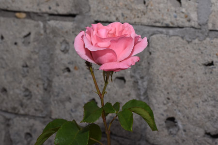 Beautiful pink rose on a background of gray brick wall, close-upの写真素材