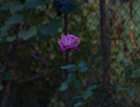 Beautiful rose in the garden on the background of the fence.の写真素材
