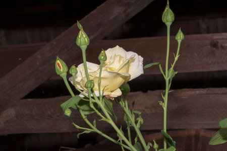 White rose on the background of an old wooden fence, selective focusの写真素材