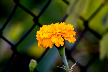 Marigold flower in garden, Thailand. (Tagetes erecta L.)