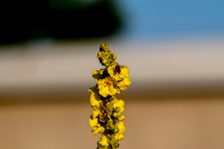 Close up of yellow mullein flower (Verbascum officinale)の写真素材