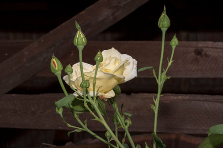 White rose with buds and green leaves on the background of a wooden fenceの写真素材