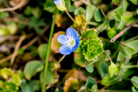 Little blue flowers in the garden on a sunny day. Macro.