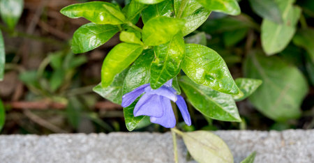 Blue Periwinkle flowers in the garden. (Vinca minor)の写真素材