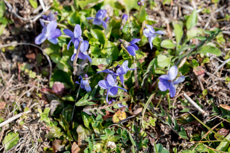 Viola odorata (Viola odorata) blooming in springの写真素材