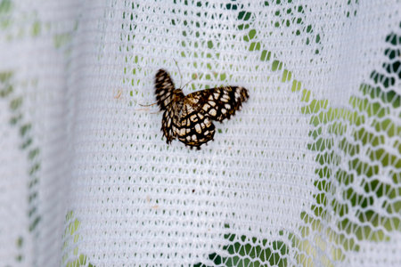 Butterfly on a white lace fabric. Close up.の写真素材