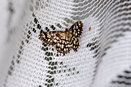 Butterfly on a white net. Macro. Selective focus.の写真素材