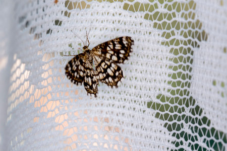 Butterfly on a white lace curtain. Selective focus.の写真素材