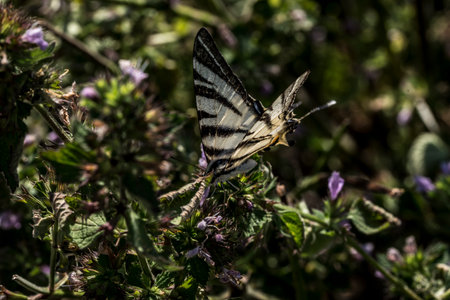 Swallowtail butterfly Papilio machaon on a flowerの写真素材