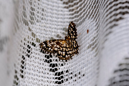 Butterfly on a white lace curtain. Close up.の写真素材