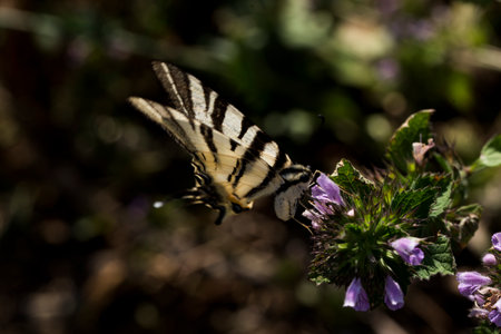 Butterfly Papilio machaon on a purple flowerの写真素材